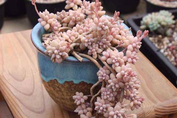 多肉姬秋丽图片大全(含老桩) 姬秋丽特点与简介