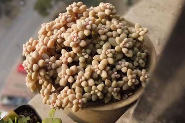 多肉姬秋丽图片大全(含老桩) 姬秋丽特点与简介