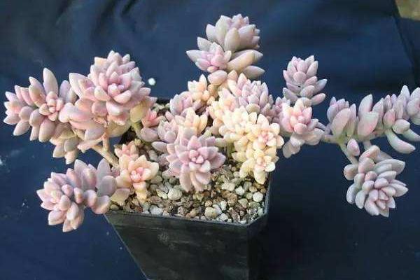 多肉姬秋丽图片大全(含老桩) 姬秋丽特点与简介