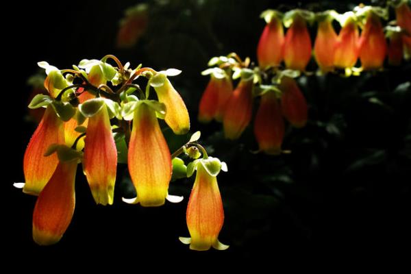 宫灯长寿花怎么养（修剪方法） 宫灯长寿花繁殖方法