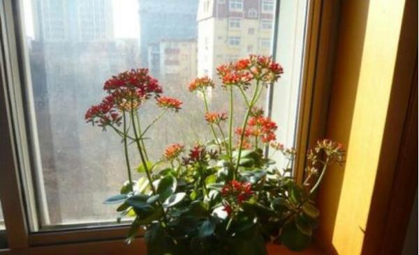 宫灯长寿花怎么养(修剪方法) 宫灯长寿花繁殖方法