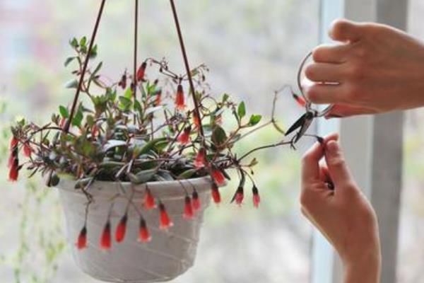 宫灯长寿花怎么养(修剪方法) 宫灯长寿花繁殖方法