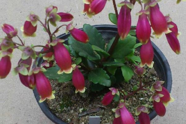 宫灯长寿花怎么养(修剪方法) 宫灯长寿花繁殖方法