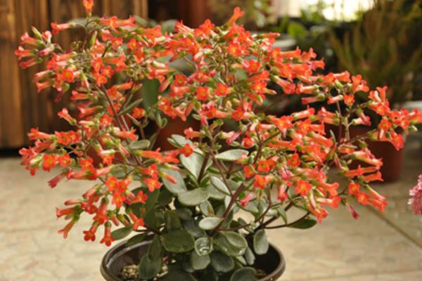 宫灯长寿花怎么养(修剪方法) 宫灯长寿花繁殖方法