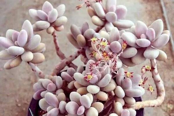 多肉植物桃之卵图片大全(老桩) 桃之卵的特点和简介