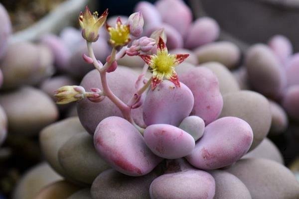 多肉植物桃之卵图片大全(老桩) 桃之卵的特点和简介