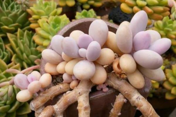 多肉植物桃之卵图片大全(老桩) 桃之卵的特点和简介