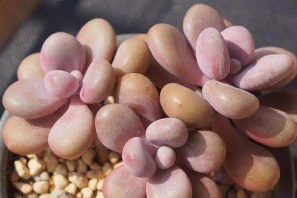 多肉植物桃之卵图片大全(老桩) 桃之卵的特点和简介