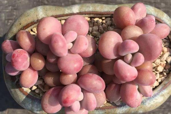 多肉植物桃之卵图片大全(老桩) 桃之卵的特点和简介