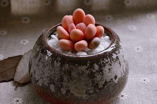 多肉植物桃之卵图片大全(老桩) 桃之卵的特点和简介