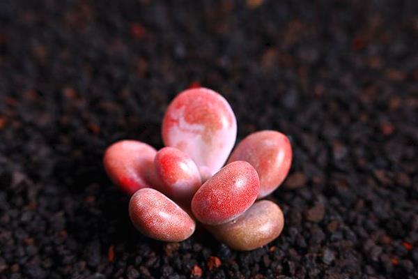 多肉植物桃之卵图片大全(老桩) 桃之卵的特点和简介