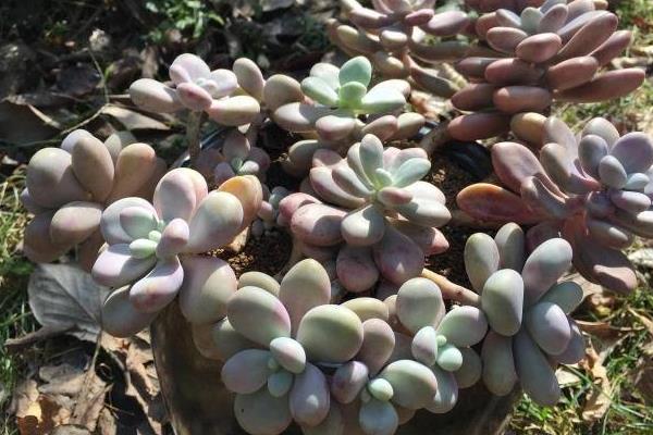 多肉植物桃之卵图片大全(老桩) 桃之卵的特点和简介