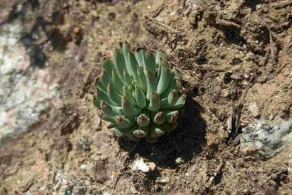 瓦松属多肉有哪些品种(鉴别方法) 瓦松的生长习性及分布