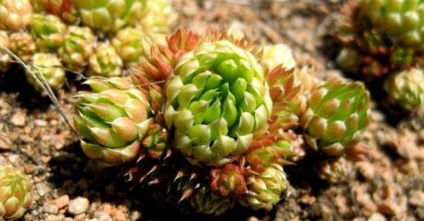 瓦松属多肉有哪些品种(鉴别方法) 瓦松的生长习性及分布