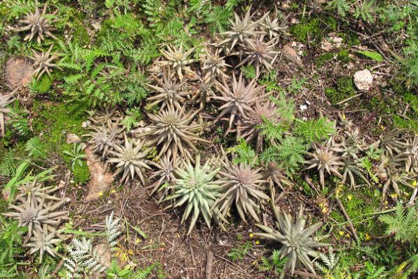 瓦松属多肉有哪些品种(鉴别方法) 瓦松的生长习性及分布