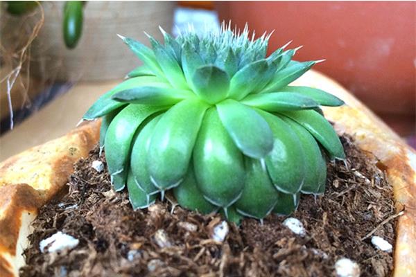 瓦松属多肉有哪些品种(鉴别方法) 瓦松的生长习性及分布