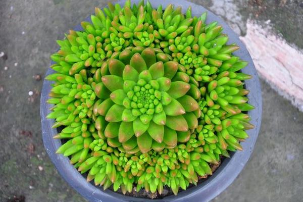 瓦松属多肉有哪些品种(鉴别方法) 瓦松的生长习性及分布