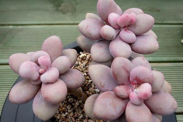 桃之卵叶片不红处理方法 多肉桃之卵叶片发皱掉落原因及解决办法