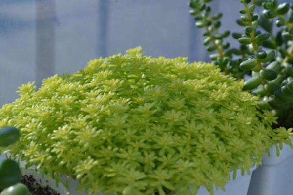 黄金万年草的种植方法(能用沙吗) 黄金万年草怎么养能快速爆盆