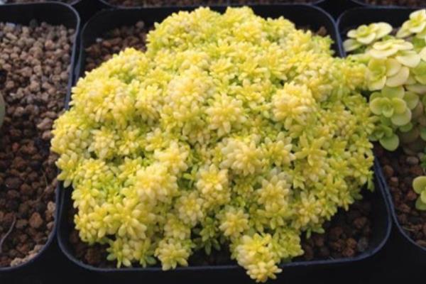 黄金万年草的种植方法(能用沙吗) 黄金万年草怎么养能快速爆盆