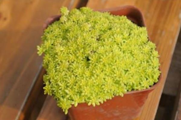 黄金万年草的种植方法(能用沙吗) 黄金万年草怎么养能快速爆盆