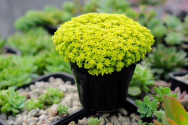 黄金万年草的种植方法(能用沙吗) 黄金万年草怎么养能快速爆盆