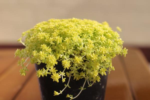 黄金万年草的种植方法(能用沙吗) 黄金万年草怎么养能快速爆盆