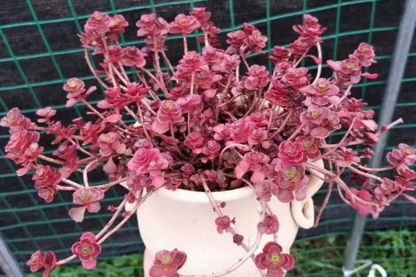 多肉植物小球玫瑰的养殖方法(快速爆盆) 小球玫瑰的养殖注意事项