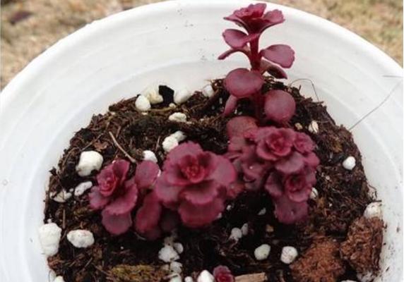 多肉植物小球玫瑰的养殖方法(快速爆盆) 小球玫瑰的养殖注意事项