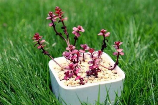 多肉植物小球玫瑰的养殖方法(快速爆盆) 小球玫瑰的养殖注意事项