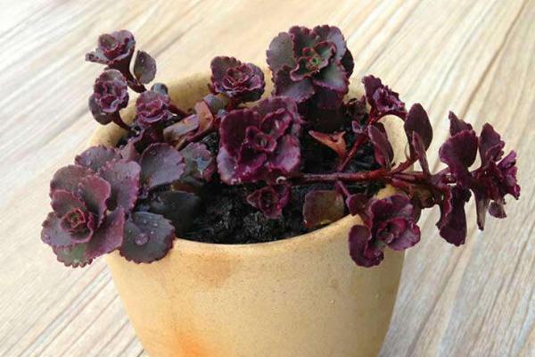 多肉植物小球玫瑰的养殖方法(快速爆盆) 小球玫瑰的养殖注意事项