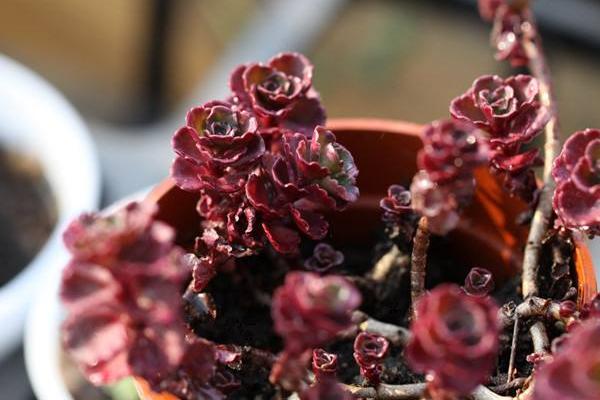 多肉植物小球玫瑰的养殖方法(快速爆盆) 小球玫瑰的养殖注意事项