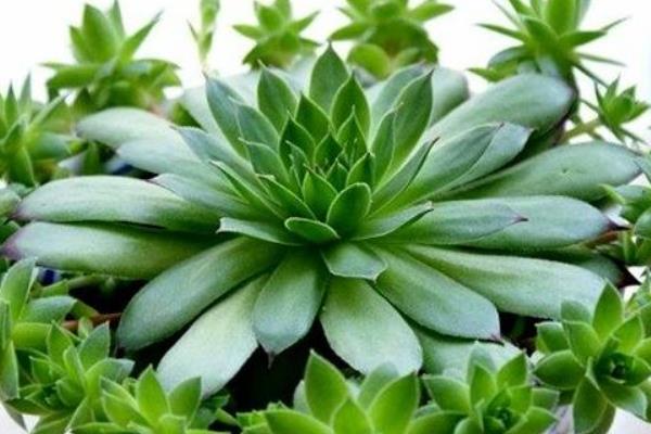 佛座莲图片大全(含老桩) 多肉佛座莲特点与简介