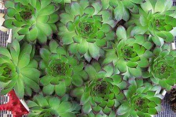 佛座莲图片大全(含老桩) 多肉佛座莲特点与简介