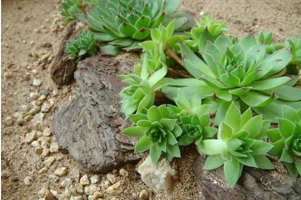 佛座莲图片大全(含老桩) 多肉佛座莲特点与简介