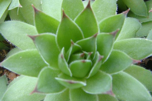 佛座莲图片大全(含老桩) 多肉佛座莲特点与简介