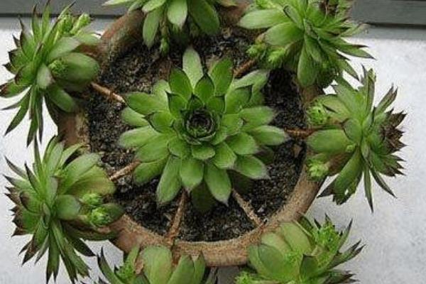 佛座莲图片大全(含老桩) 多肉佛座莲特点与简介