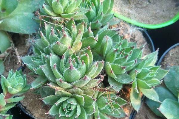 佛座莲图片大全(含老桩) 多肉佛座莲特点与简介