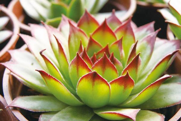 佛座莲图片大全(含老桩) 多肉佛座莲特点与简介