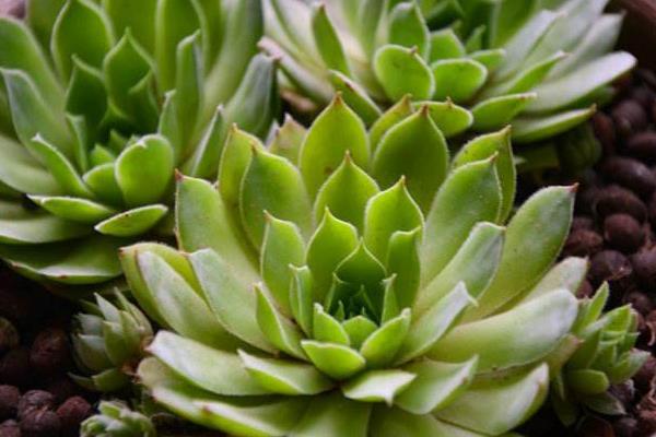 佛座莲图片大全(含老桩) 多肉佛座莲特点与简介