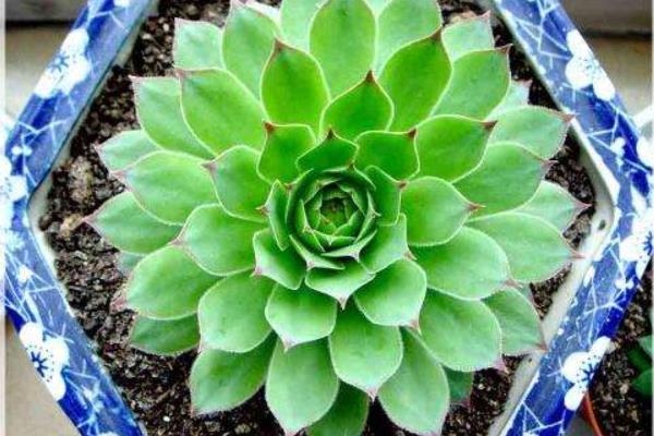 佛座莲图片大全(含老桩) 多肉佛座莲特点与简介