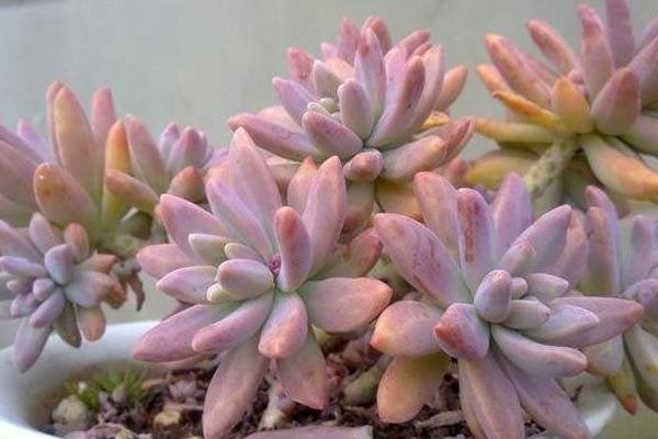 秋丽多肉植物图片大全(含老桩) 秋丽落叶及叶片发黄怎么处理