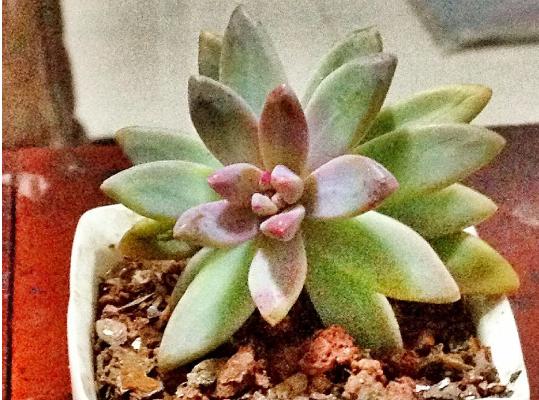 秋丽多肉植物图片大全(含老桩) 秋丽落叶及叶片发黄怎么处理