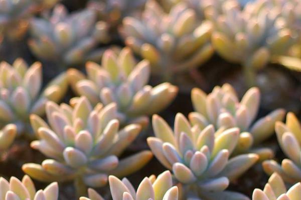 秋丽多肉植物图片大全(含老桩) 秋丽落叶及叶片发黄怎么处理