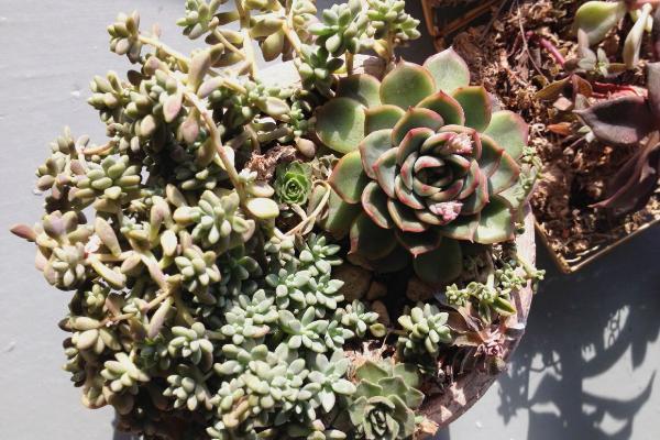 秋丽多肉植物图片大全(含老桩) 秋丽落叶及叶片发黄怎么处理