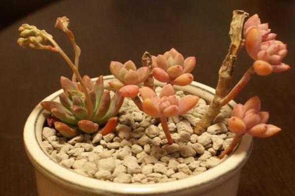 秋丽多肉植物图片大全(含老桩) 秋丽落叶及叶片发黄怎么处理