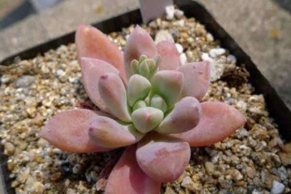 秋丽多肉植物图片大全(含老桩) 秋丽落叶及叶片发黄怎么处理