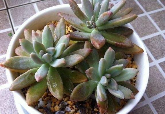 秋丽多肉植物图片大全(含老桩) 秋丽落叶及叶片发黄怎么处理