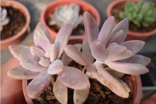 秋丽多肉植物图片大全(含老桩) 秋丽落叶及叶片发黄怎么处理