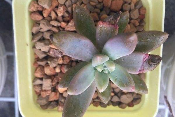 秋丽多肉植物图片大全(含老桩) 秋丽落叶及叶片发黄怎么处理